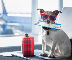 С четвероногим другом в полёт: правила транспортировки домашних животных в самолёте.