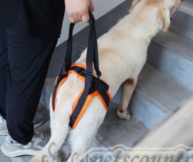 Ходунки для поддержки задних лап инвалидов, пожилых собак