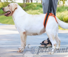 Ходунки для поддержки задних лап инвалидов, пожилых собак